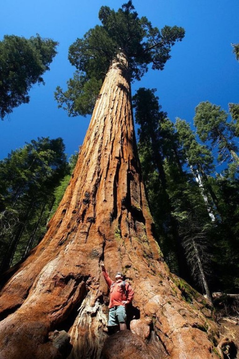Мамонтовое дерево фото сравнение с человеком