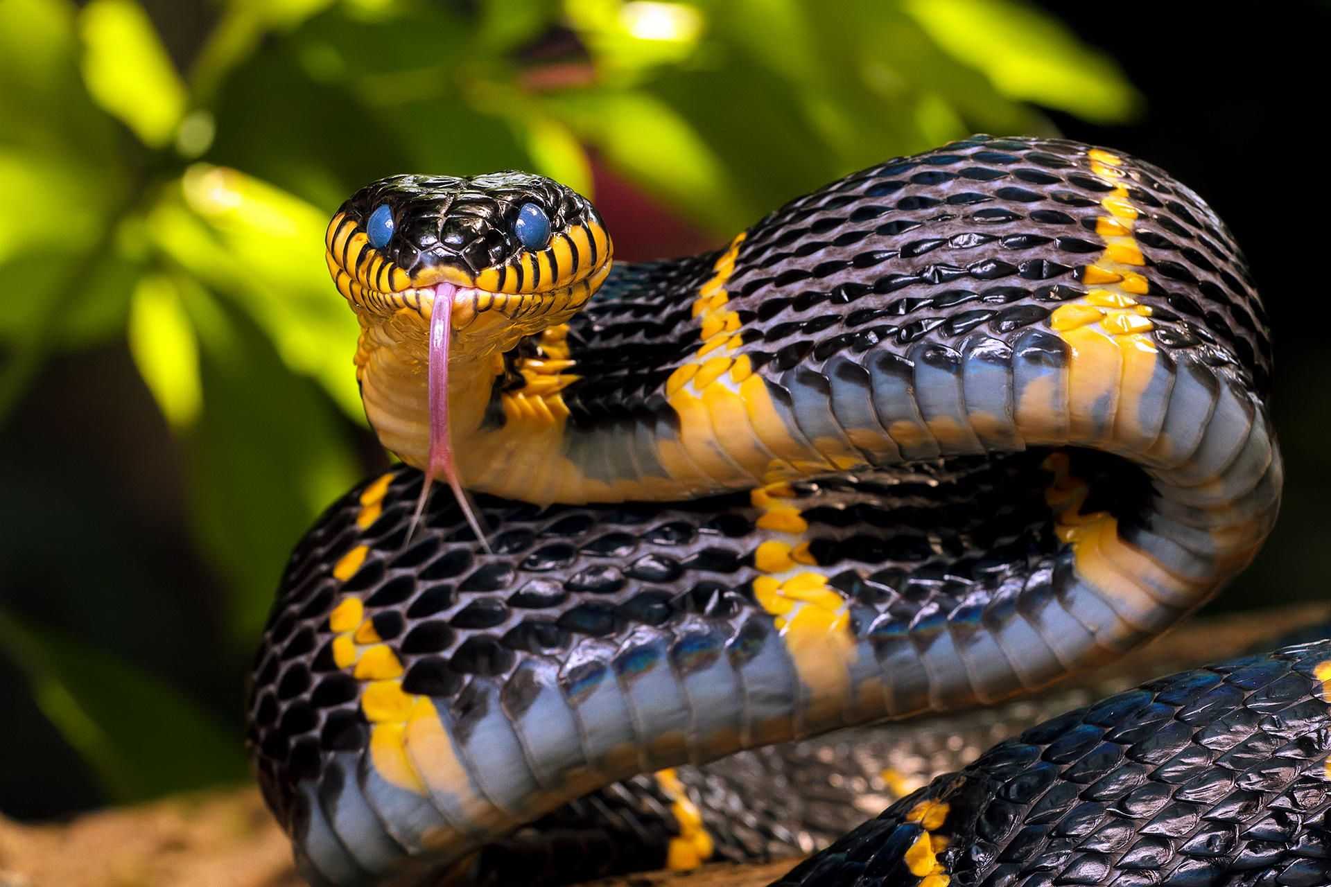 Что любят змеи