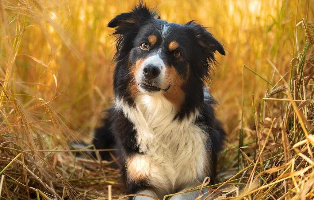 Самые послушные породы собак: названия и фото