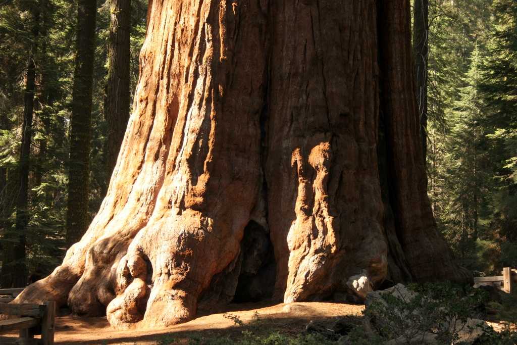 Самые большие дерево фото. Секвойя дерево. Секвойя дерево гигант. Секвойядендрон генерал Шерман. Самое высокое дерево в мире Секвойя.