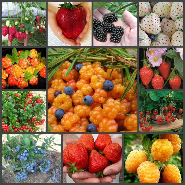 Ягоды семена овощей. Плодово ягодные растения. Культурные ягоды. Ягодные культуры. Ягоды растут в саду.