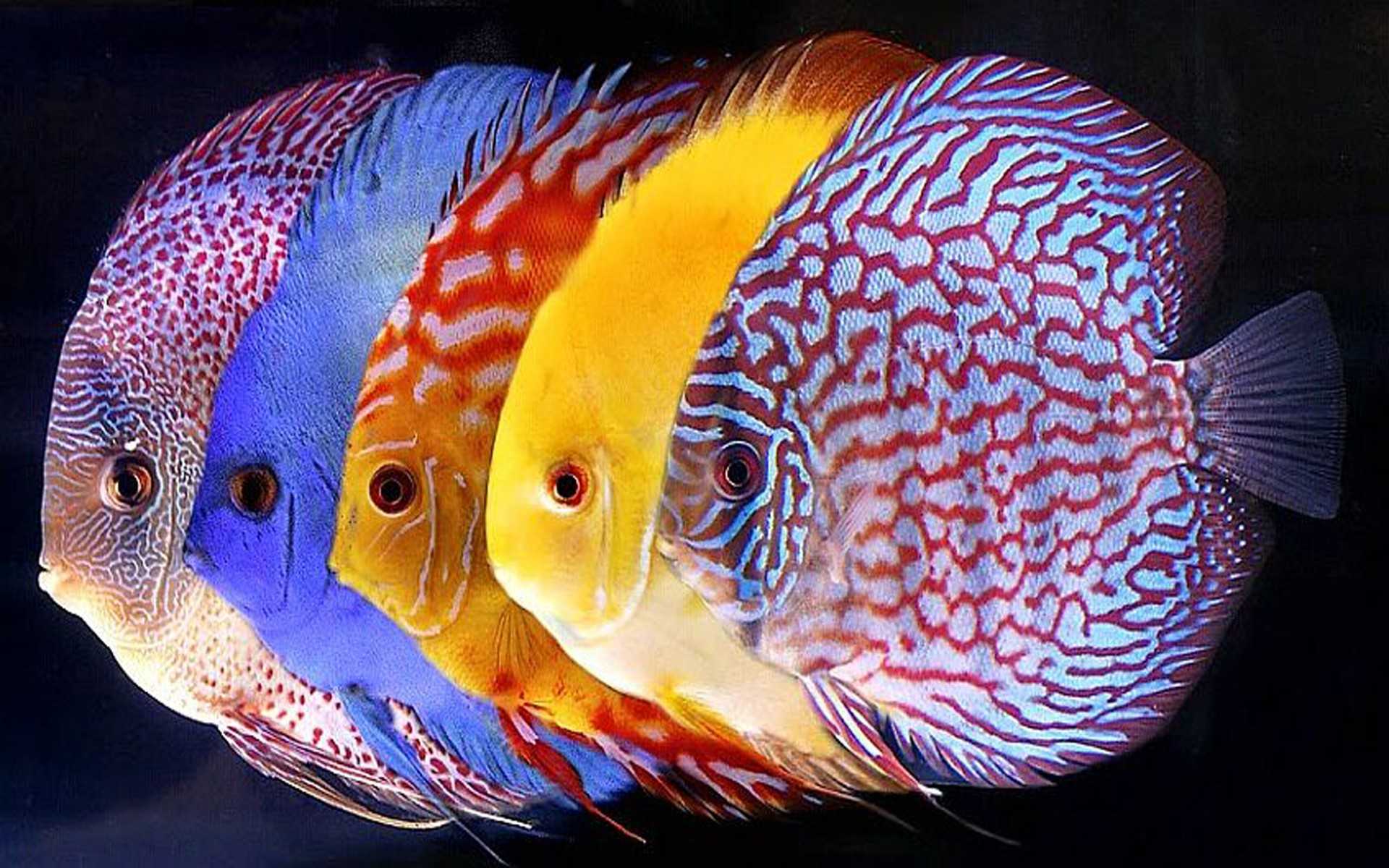 Виды редких рыб с фото и названиями