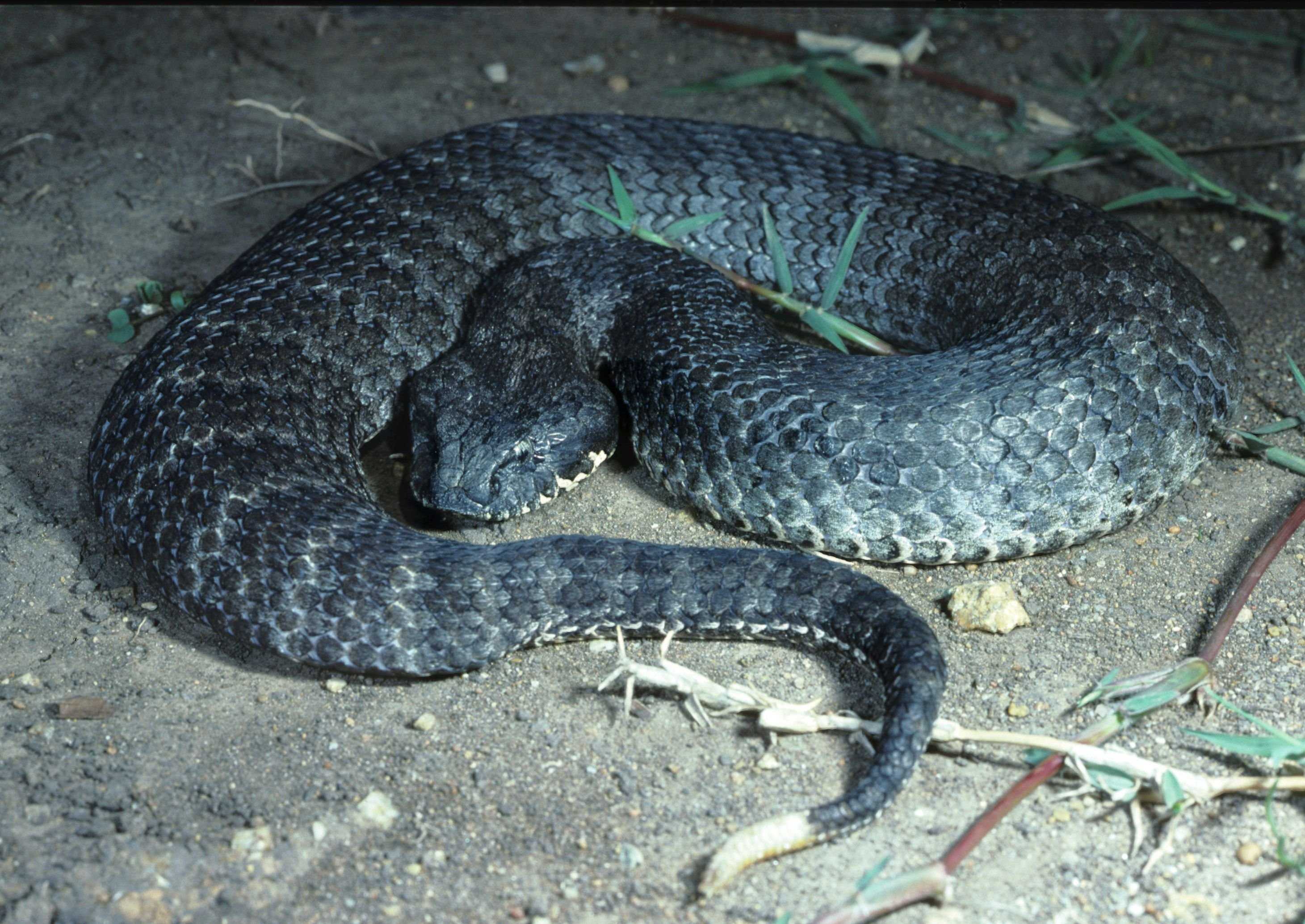 Самые ядовитые змеи фото. Acanthophis antarcticus. Шипохвост австралийский. Шипохвост змея.