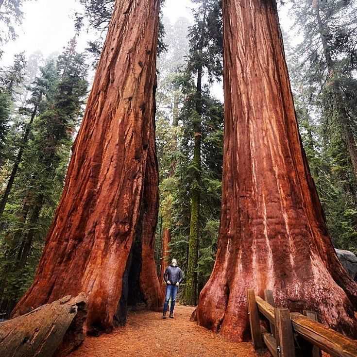 Самое старое дерево в мире – древняя сосна в калифорнии