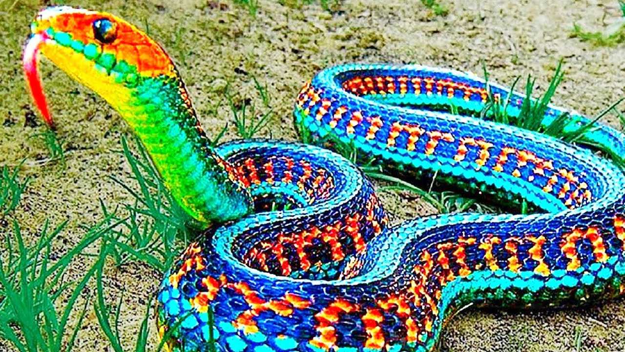 Какая змея самая страшная, опасная, ядовитая, смертоносная, большая? самые опасные змеи в мире, на планете земля: топ-20