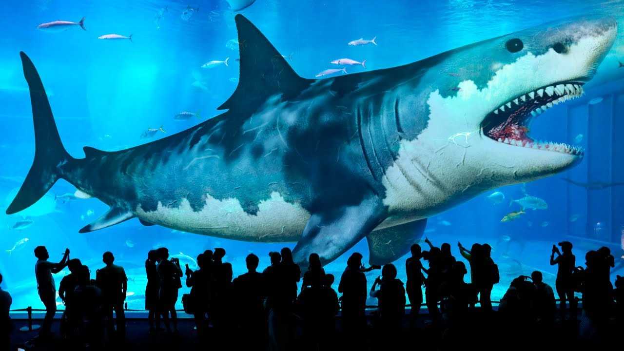 Топ 10 | самые большие акулы в мире