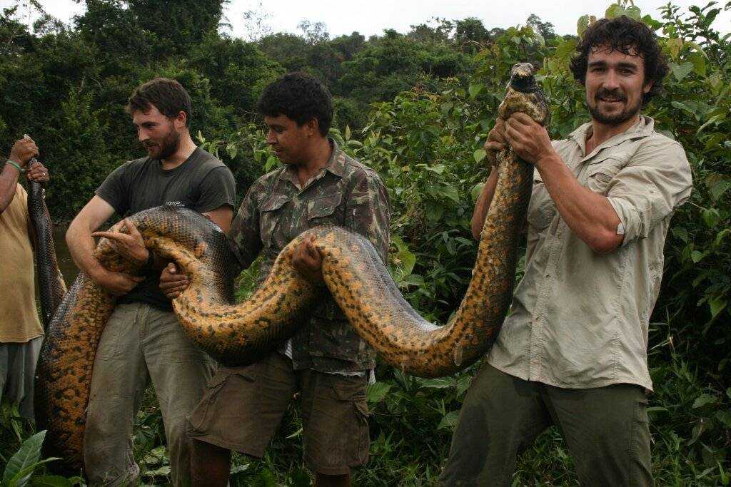 Какая самая большая змея в мире, как выглядит, сколько метров