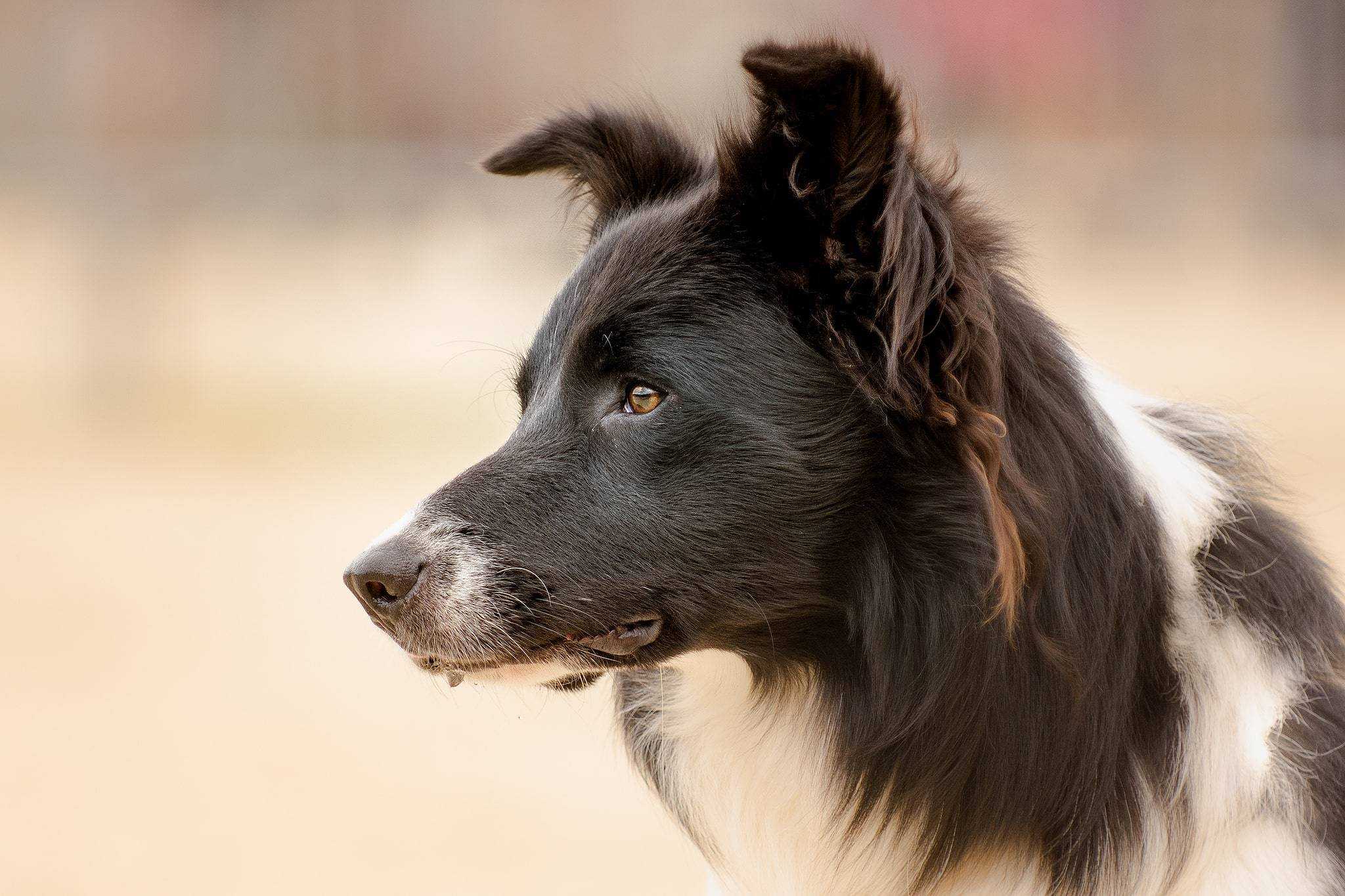 10 наиболее умных пород собак, которые легко поддаются дрессировке • всезнаешь.ру