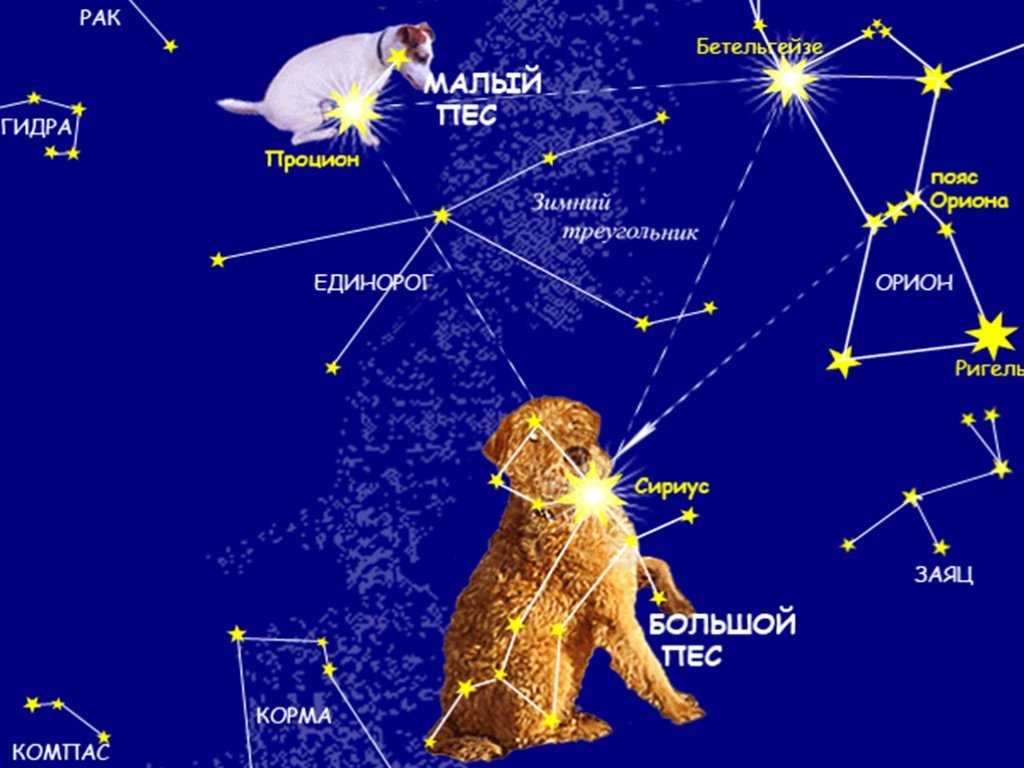 Название звезды на востоке. Самая яркая звезда в созвездии большого пса. Сириус звезда в созвездии большого пса. Малый пес Созвездие самая яркая звезда. Созвездие Сириус Альфа большого пса.