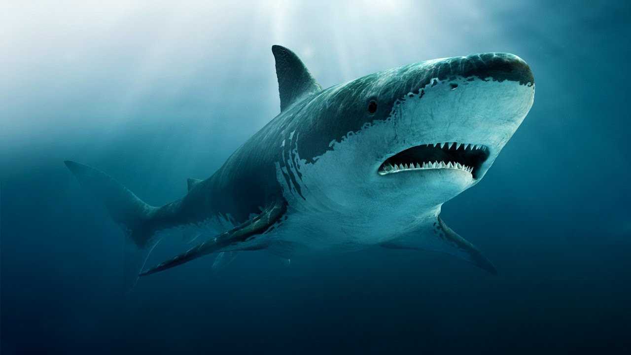 Топ-10 самых больших акул ∞ лагуна акул