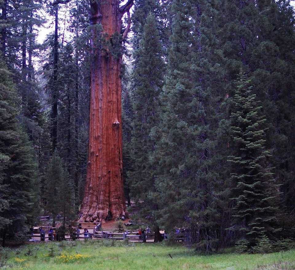 Самое большое дерево в мире, или рейтинг уникальных растений :: syl.ru