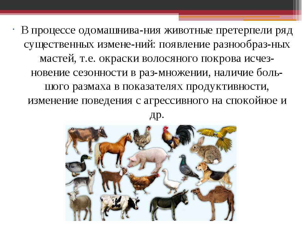 Топ-25 самых больших 🦒 животных в мире по рейтингу 2022 года | фото, рост, вес, описание