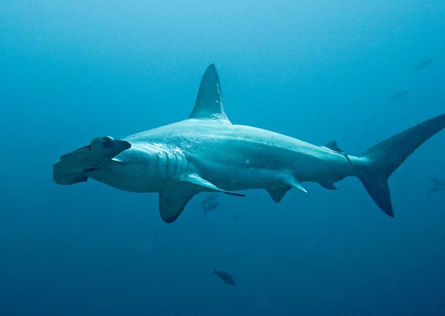 Топ-10 самых больших акул в мире, с кратким описанием и фото От акулы-мако до белой акулы и мегалодона в рейтинге самых крупных акул в истории
